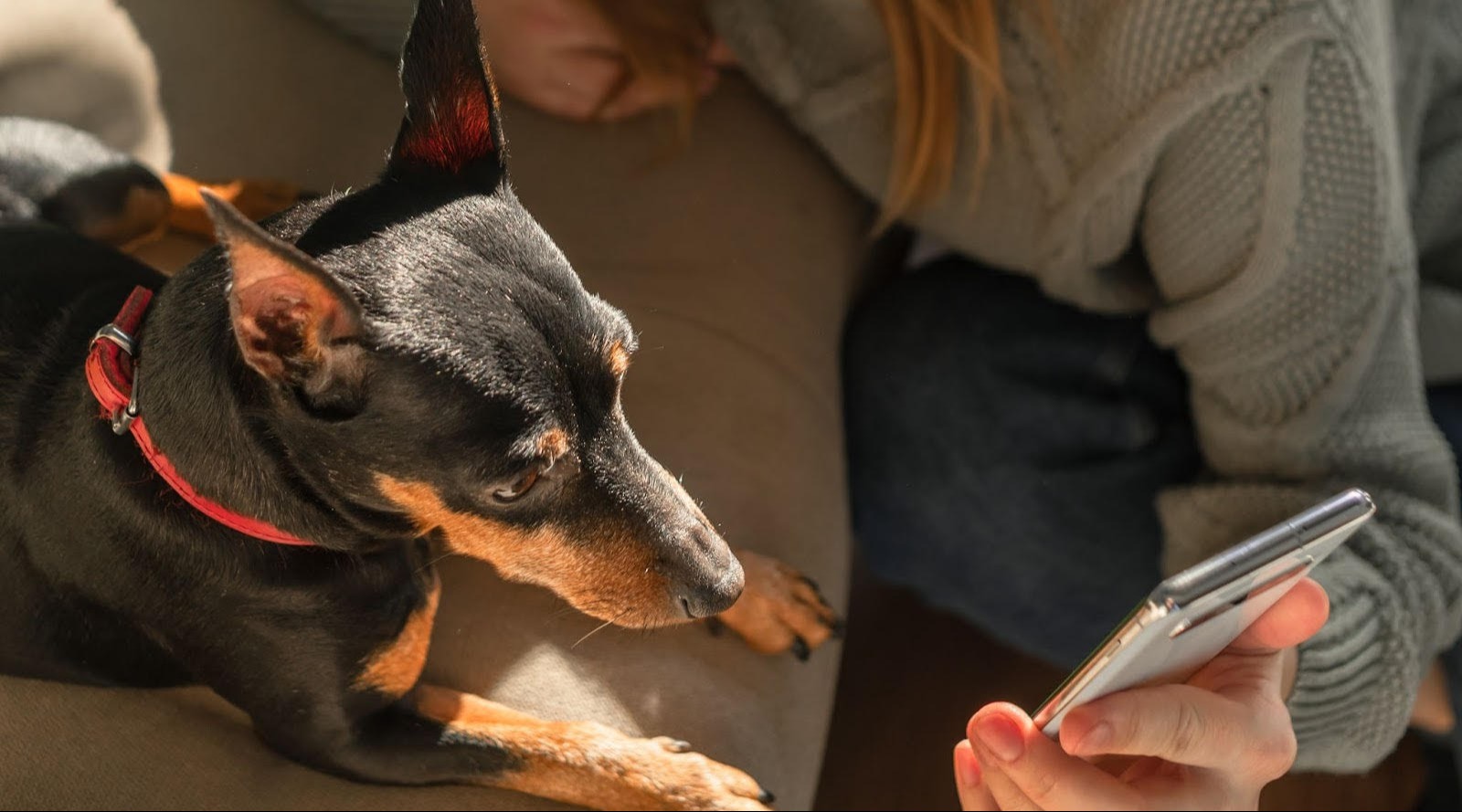 TelaVets Announces Innovative Veterinary Care Platform with Affordable Telemedicine and Same-Day Appointments