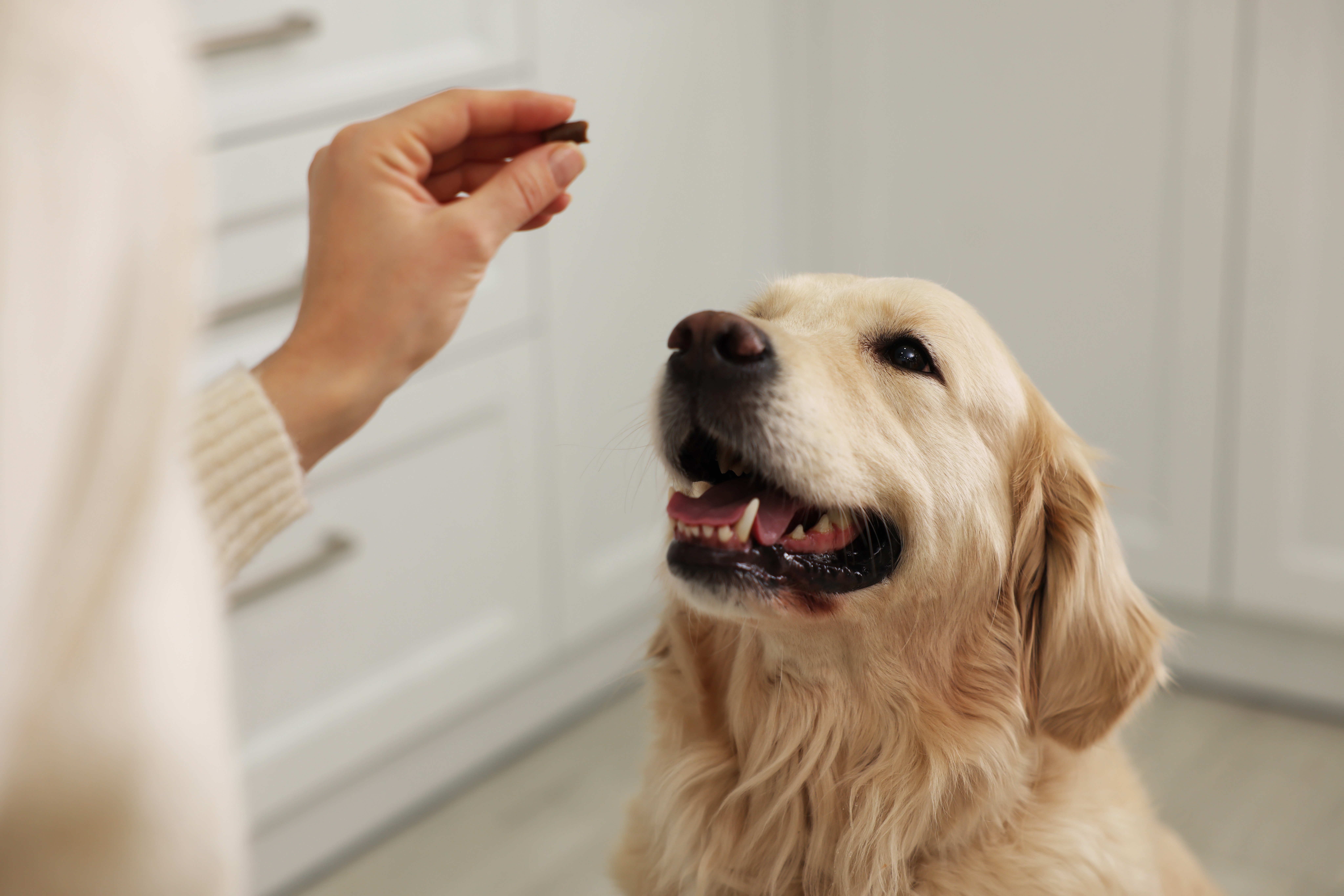 Dog Ear Infection Symptoms & How TelaVets.com Can Help