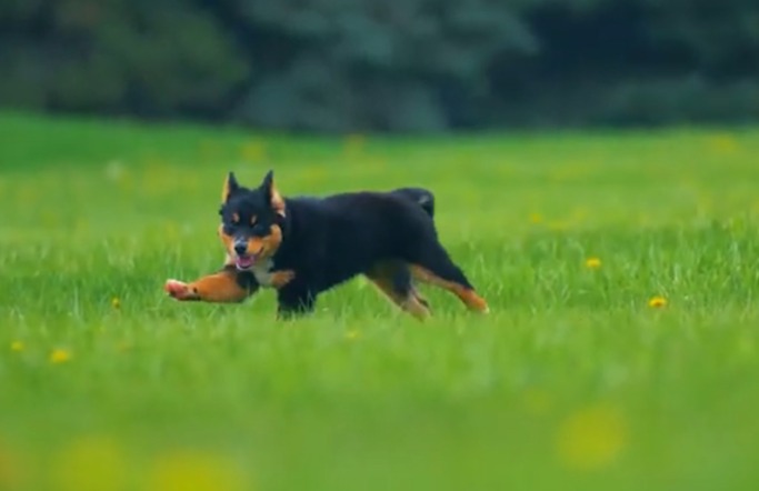 Springtime Allergies in Pets: How a Virtual Vet Can Help