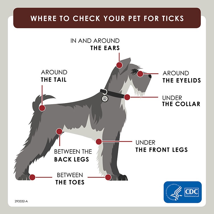 How to Treat Tick Bites on Your Dog