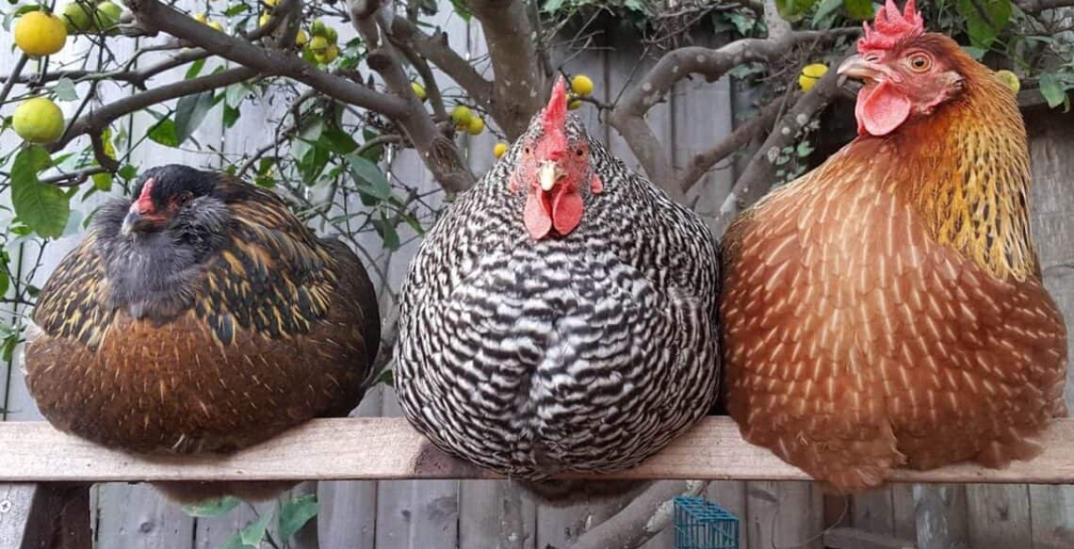 Backyard Chicken Health: How Telemedicine Helps Keep Your Flock Healthy