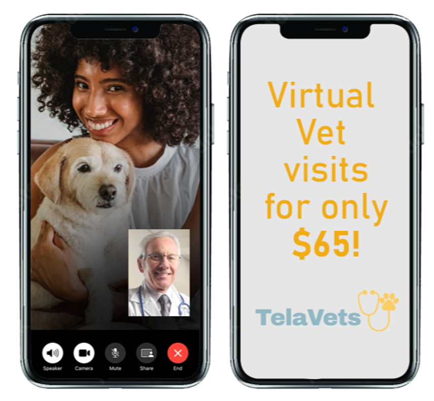 What is a Virtual Vet Visit? How It Works & What to Expect