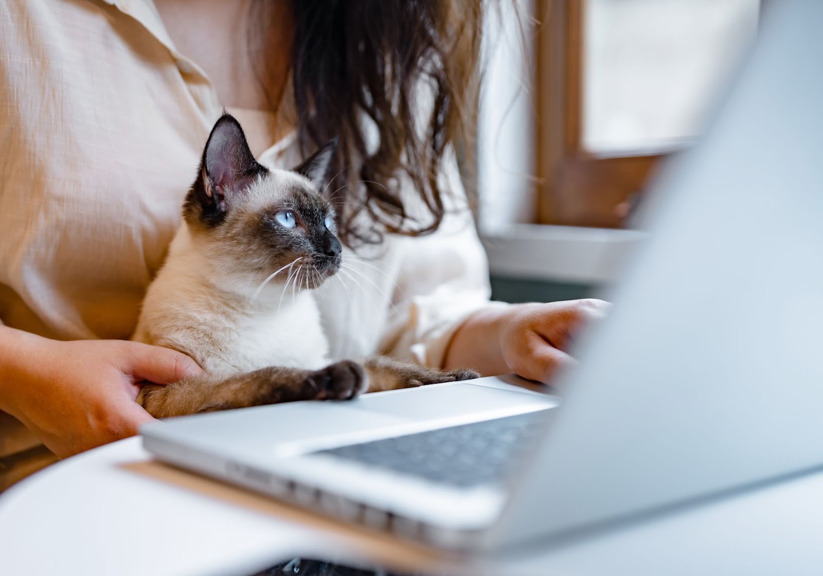 Cat Dermatitis Treatment Options